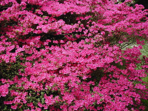 Brooklyn Botanical Garden, 2001