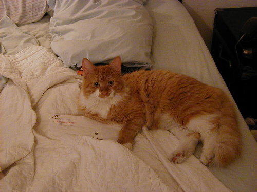Louie copes with correspondence